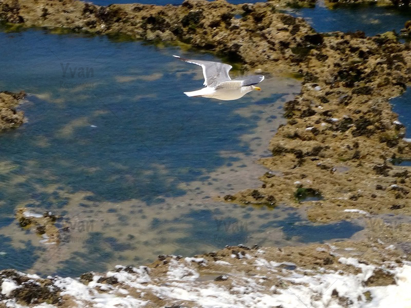 105. Essaouira - Yvan Roumengous-Art.com ©