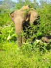 136.. Sri Lanka - Yvan Roumengous-Art.com ©