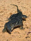 14. Sri Lanka - Yvan Roumengous-Art.com ©