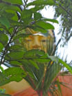 143.. Sri Lanka - Yvan Roumengous-Art.com ©